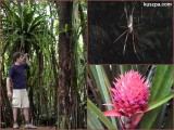 Seychelles, Mahé, Sentier Vacoa Trail