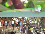 Seychelles, Praslin, Vallee de Mai